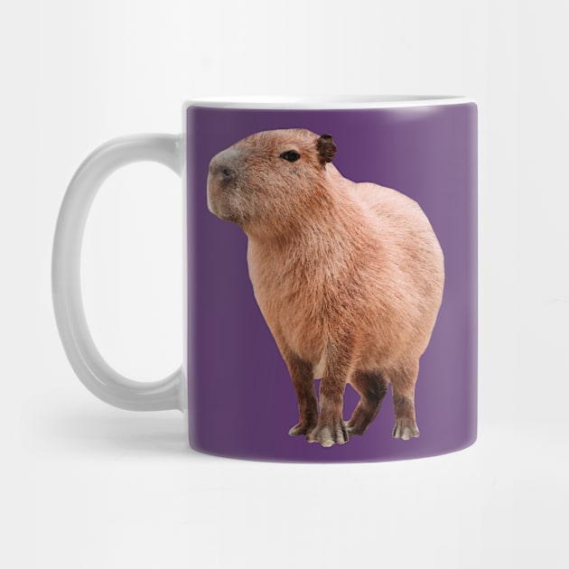 Cute Capybara by xesed